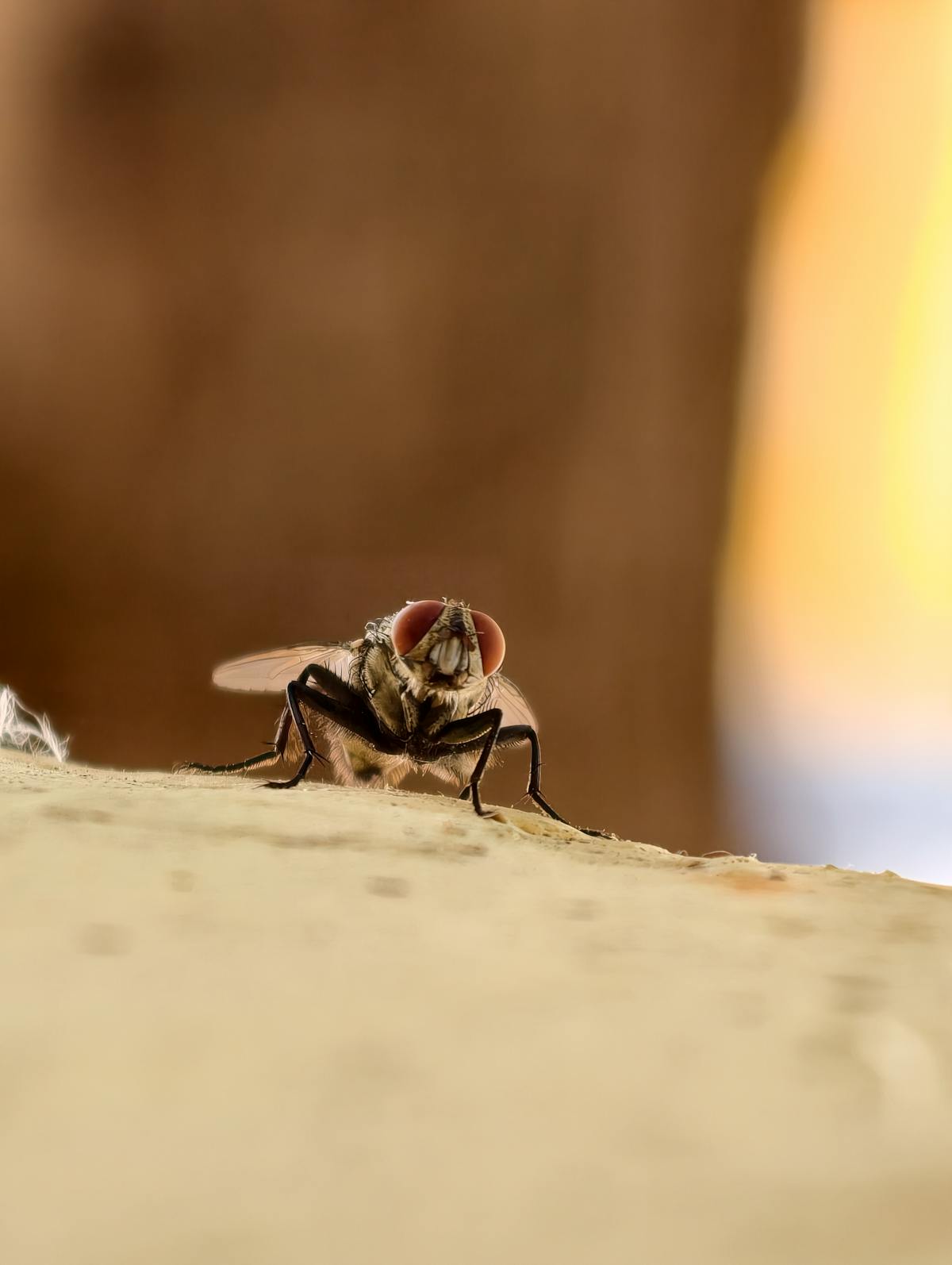Fly Control